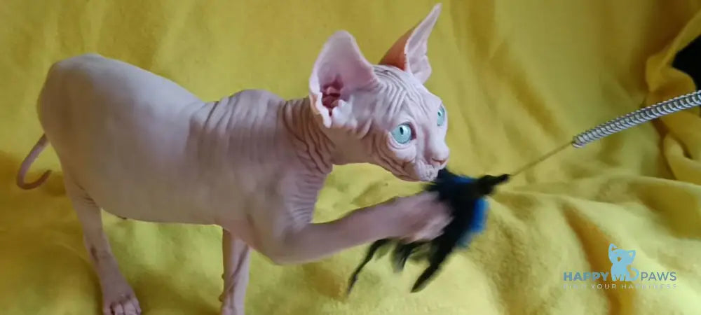 Oscar Canadian Sphynx male white live animals