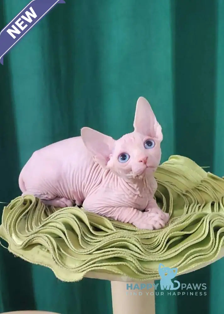 Oscar Canadian Sphynx male white live animals