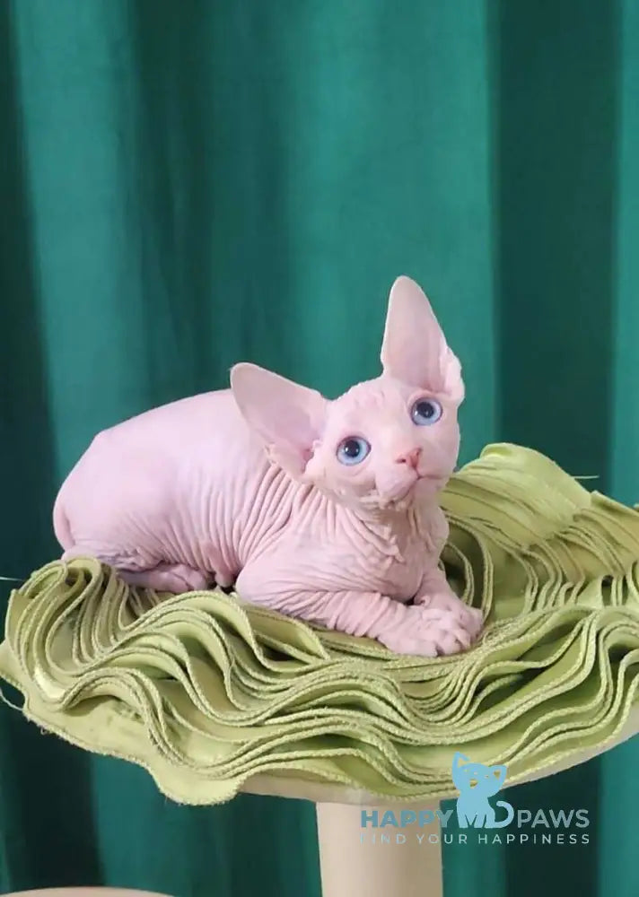 Oscar Canadian Sphynx male white live animals