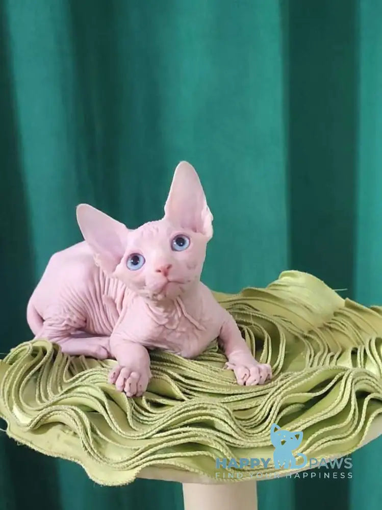 Oscar Canadian Sphynx male white live animals