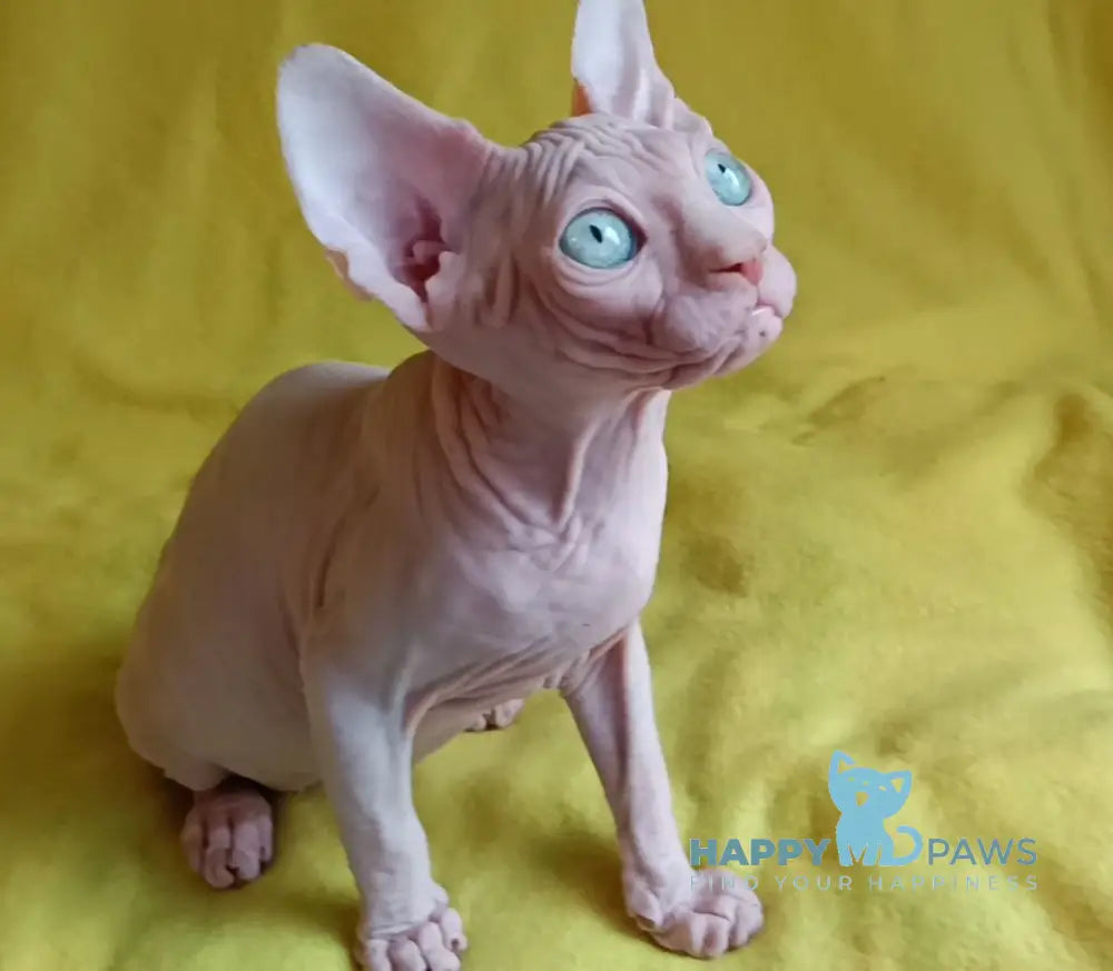Oscar Canadian Sphynx male white live animals