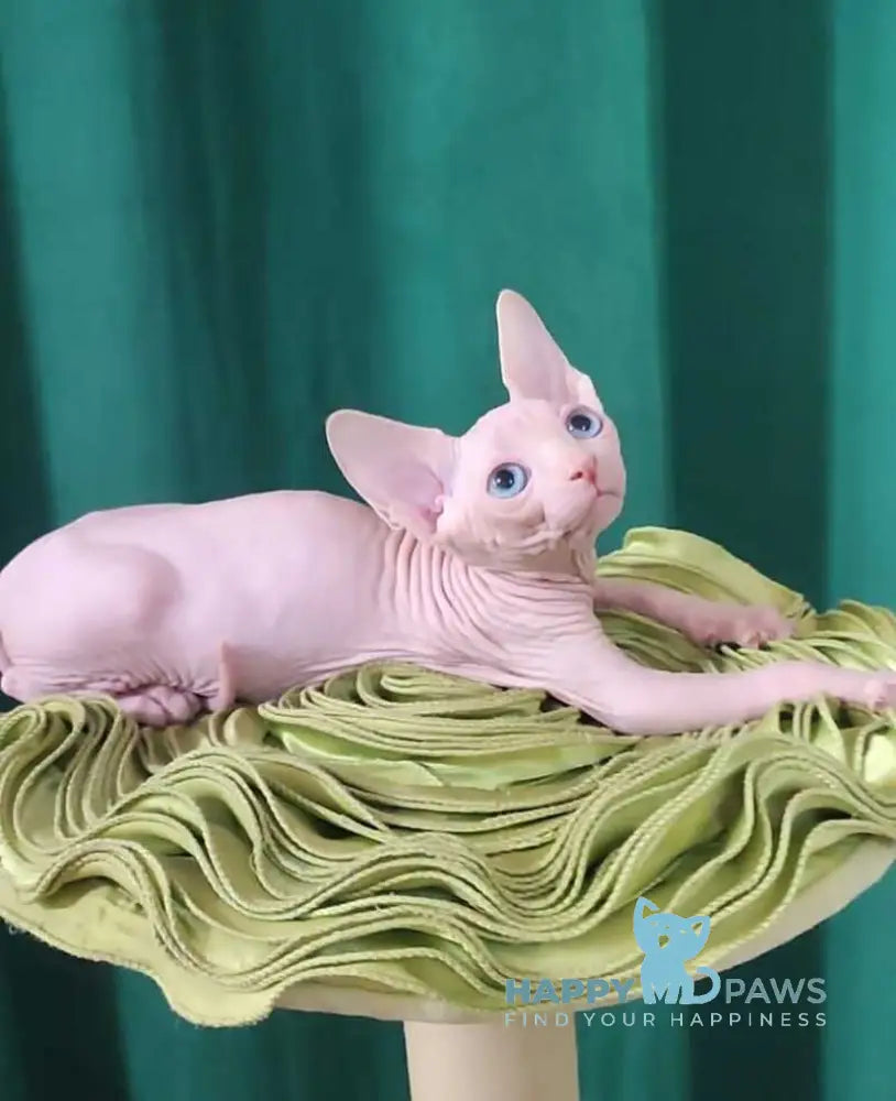 Oscar Canadian Sphynx male white live animals