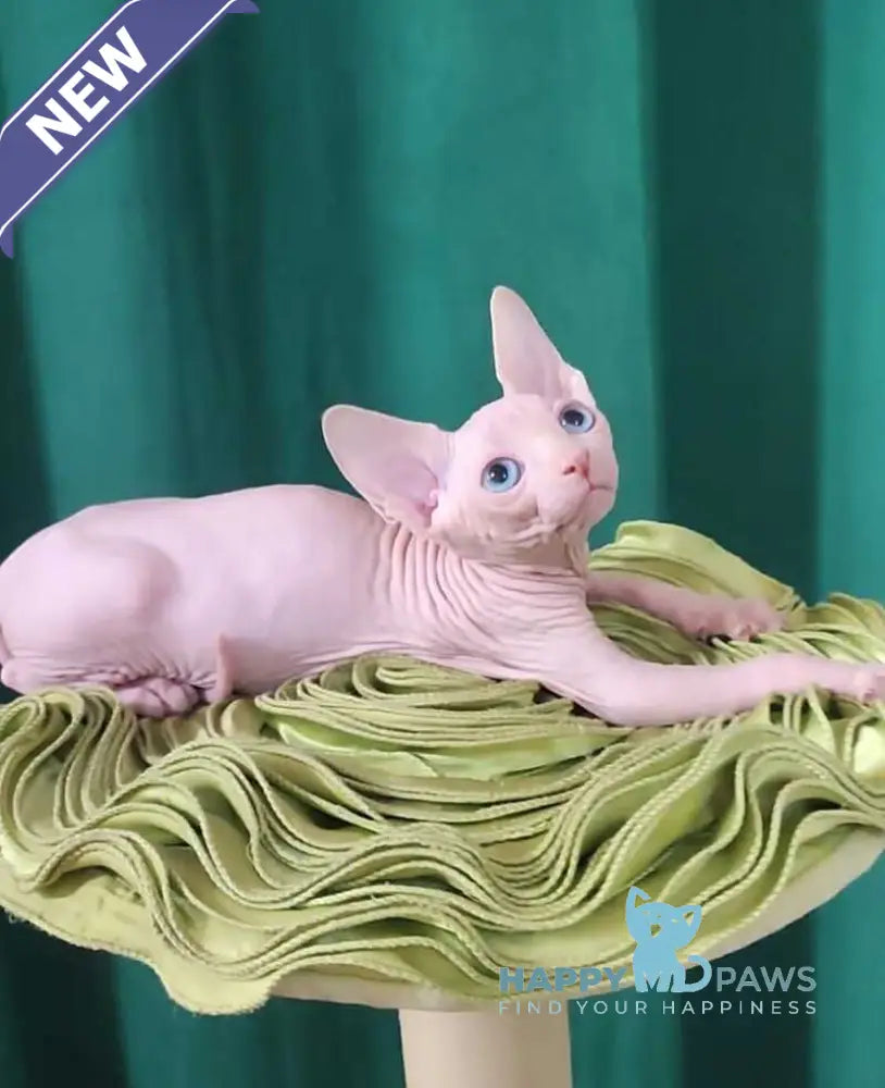 Oscar Canadian Sphynx male white live animals