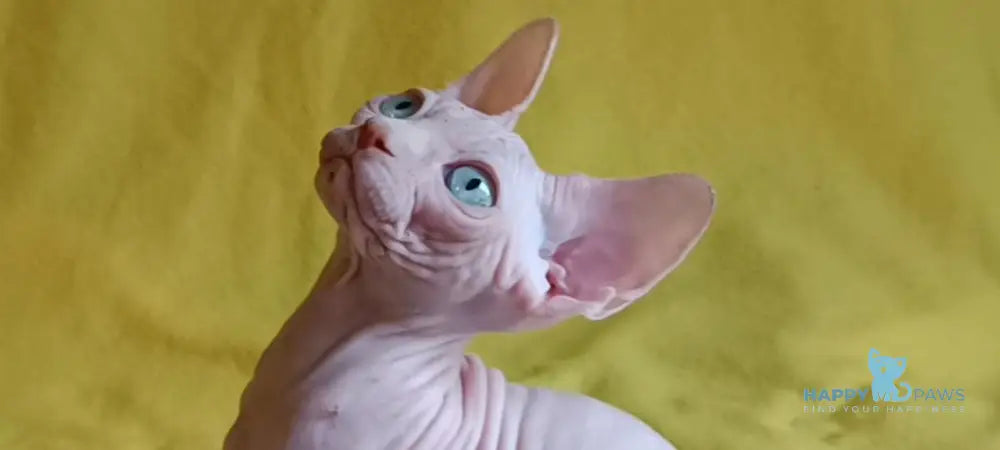 Oscar Canadian Sphynx male white live animals