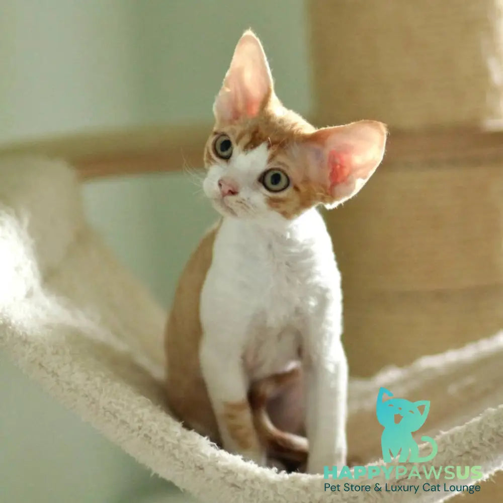 Oscar Devon Rex male red bicolour - live animals