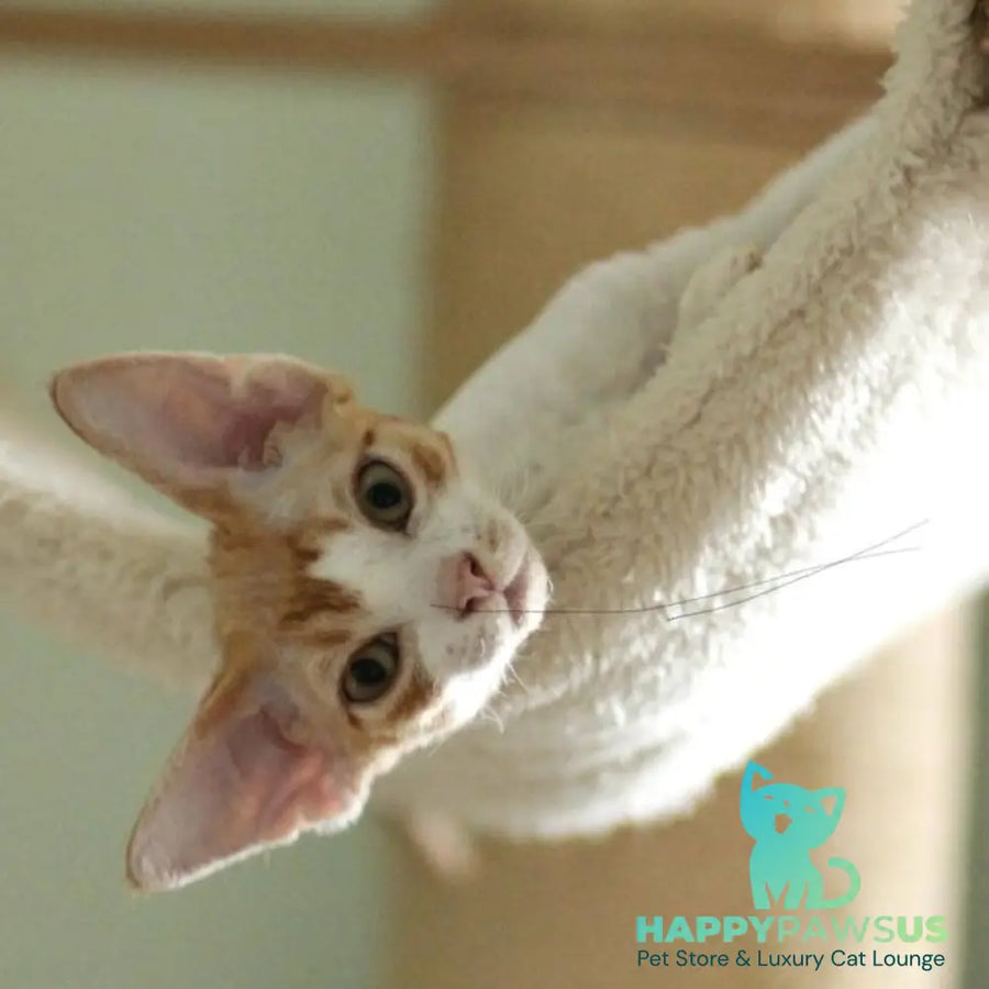 Oscar Devon Rex male red bicolour - live animals