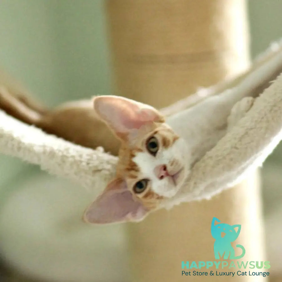Oscar Devon Rex male red bicolour - live animals