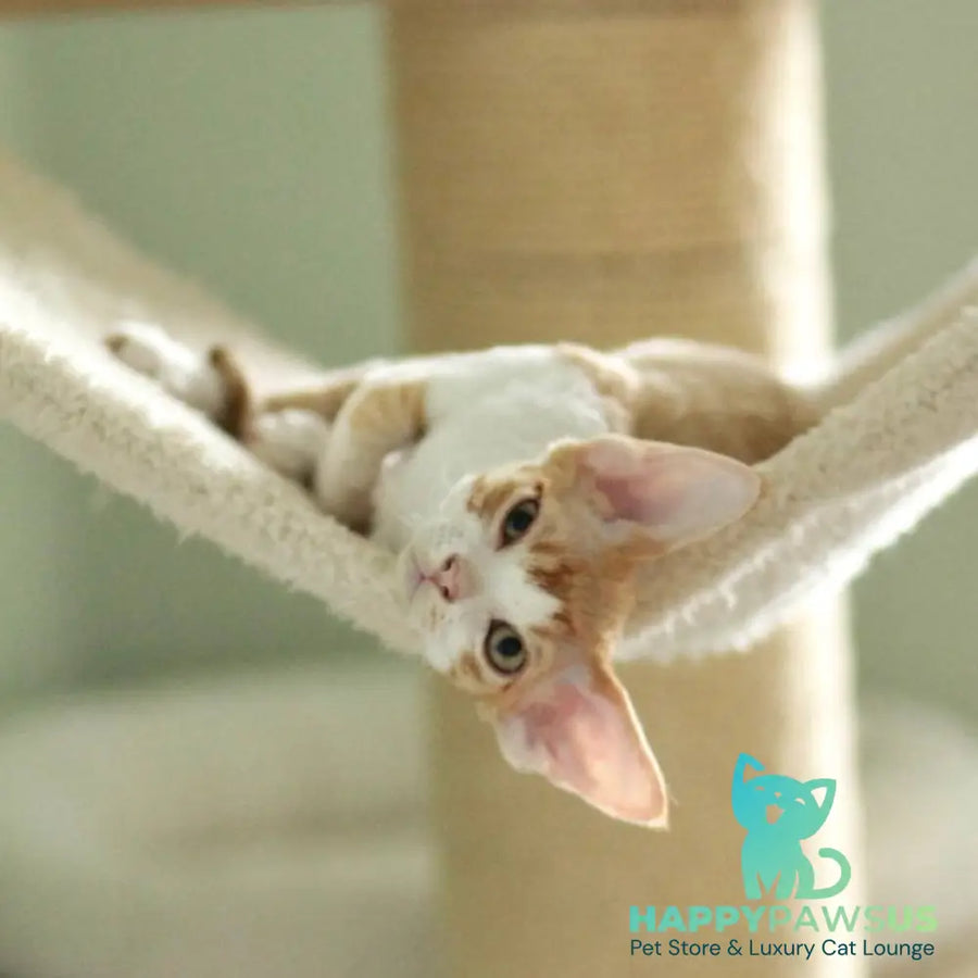 Oscar Devon Rex male red bicolour - live animals
