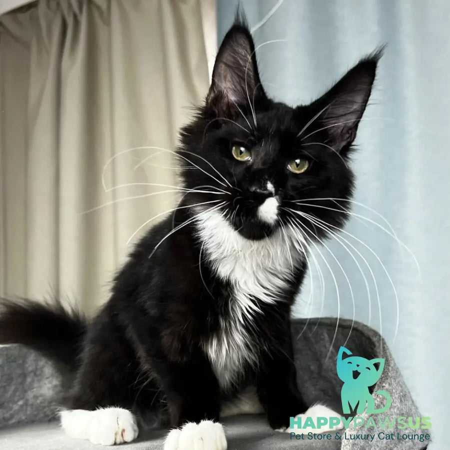 Oscar Maine Coon male black bicolour - live animals