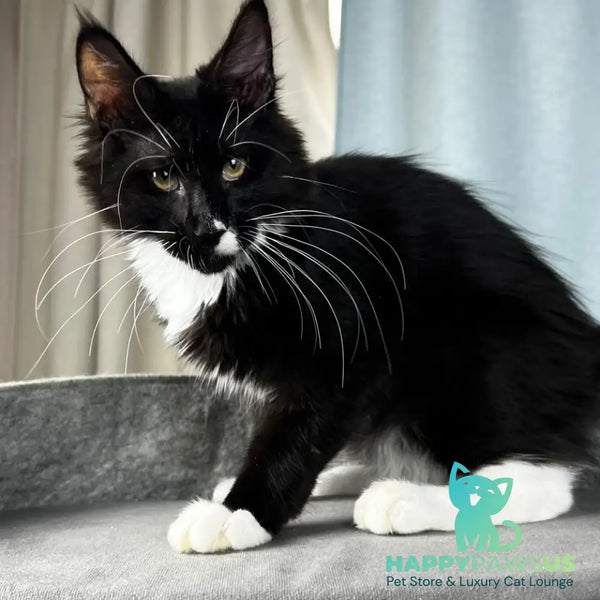 Oscar Maine Coon male black bicolour - live animals