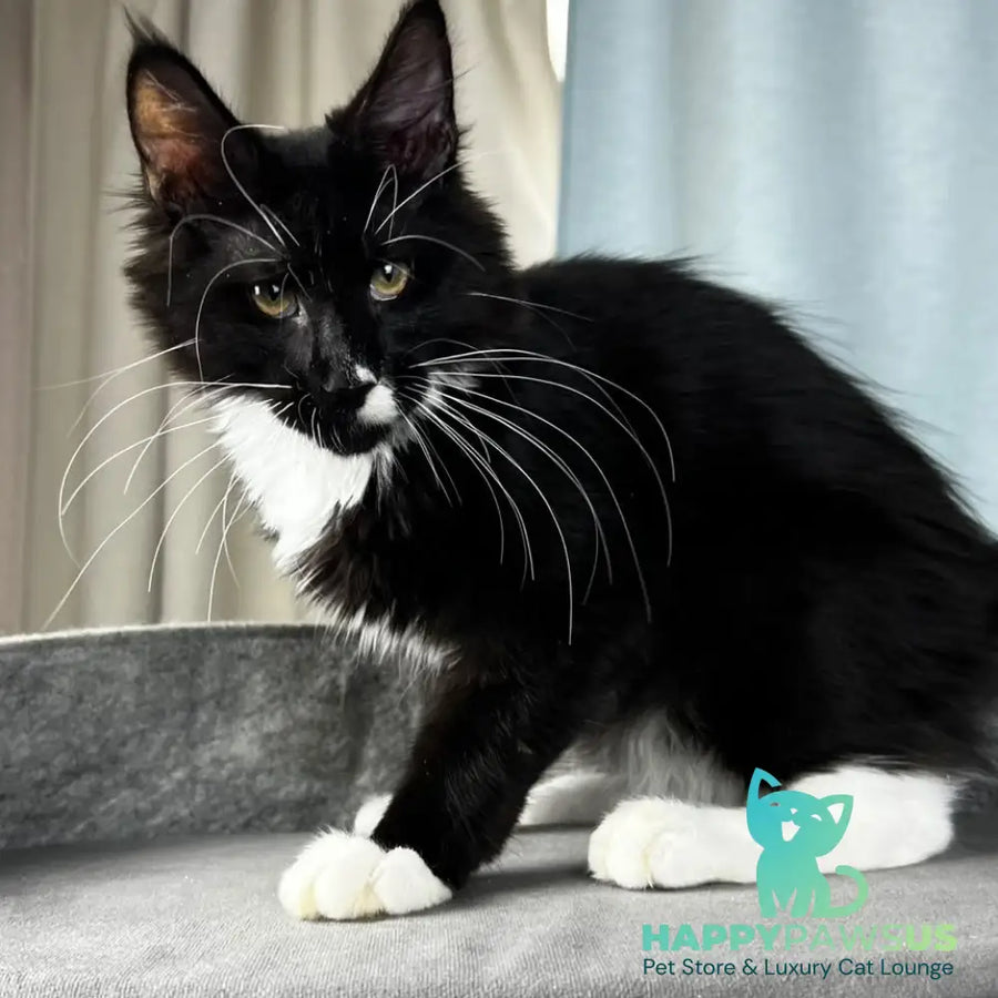 Oscar Maine Coon male black bicolour - live animals