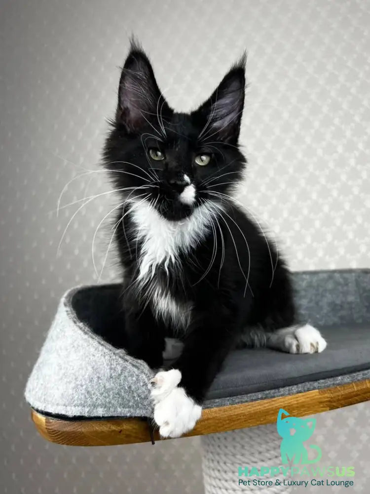 Oscar Maine Coon male black bicolour - live animals