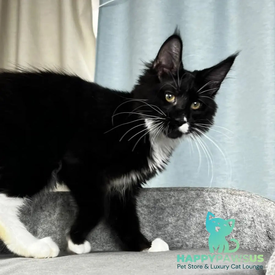 Oscar Maine Coon male black bicolour - live animals