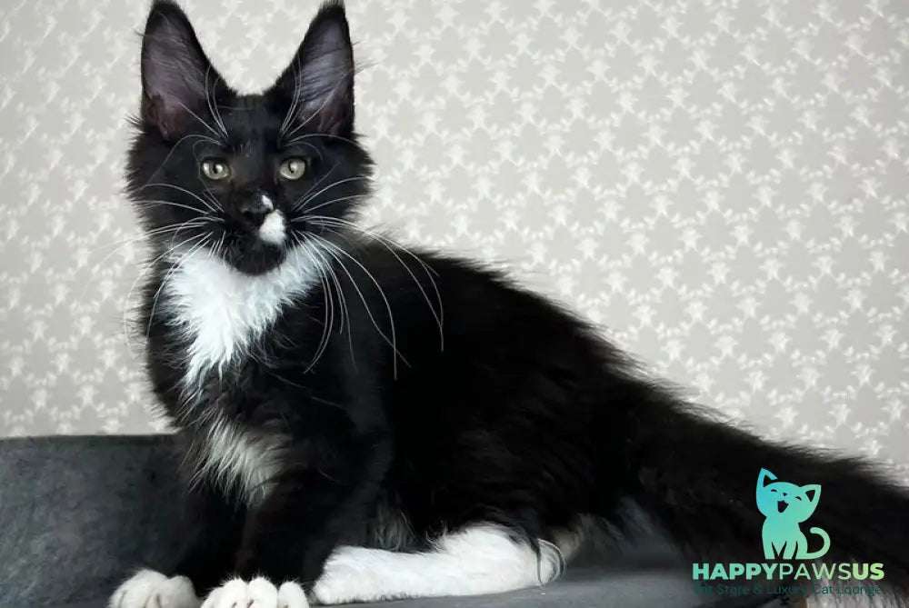 Oscar Maine Coon male black bicolour - live animals