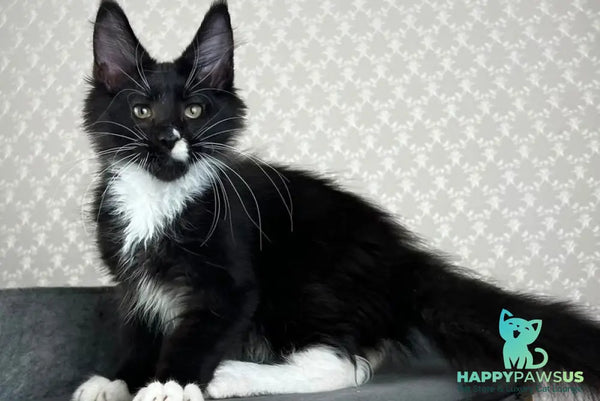 Oscar Maine Coon male black bicolour - live animals