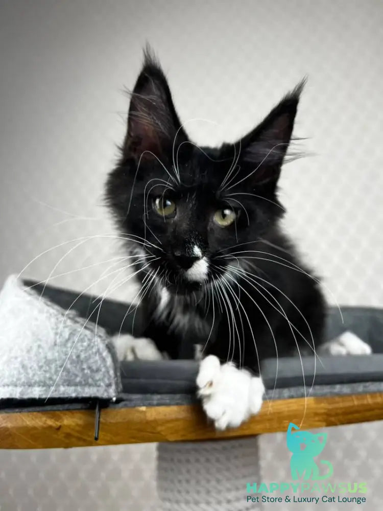Oscar Maine Coon male black bicolour - live animals
