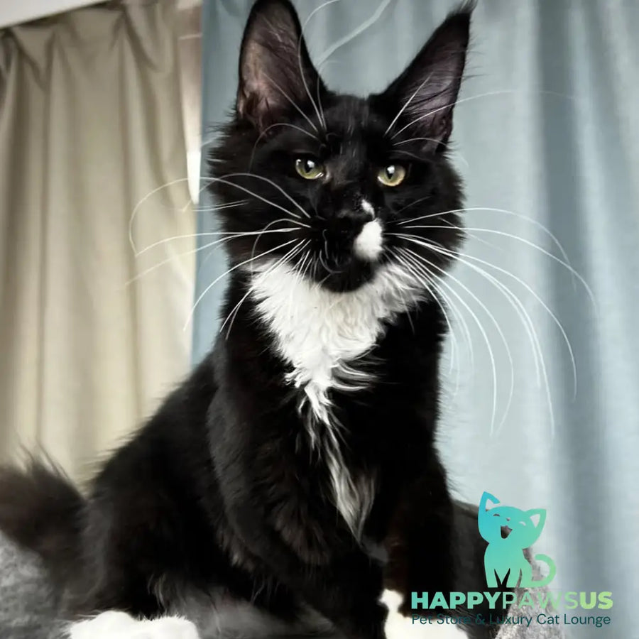Oscar Maine Coon male black bicolour - live animals