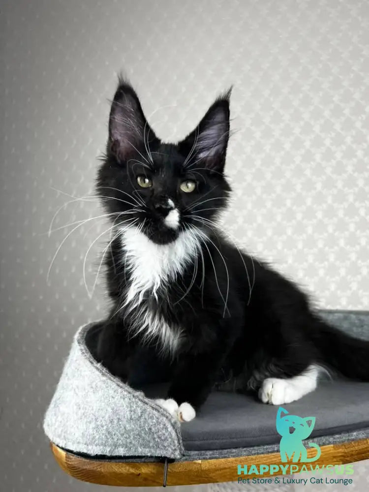 Oscar Maine Coon male black bicolour - live animals