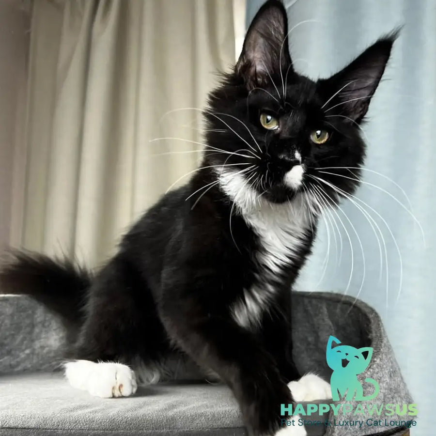 Oscar Maine Coon male black bicolour - live animals