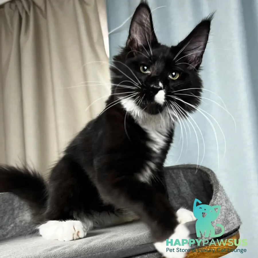 Oscar Maine Coon male black bicolour - live animals