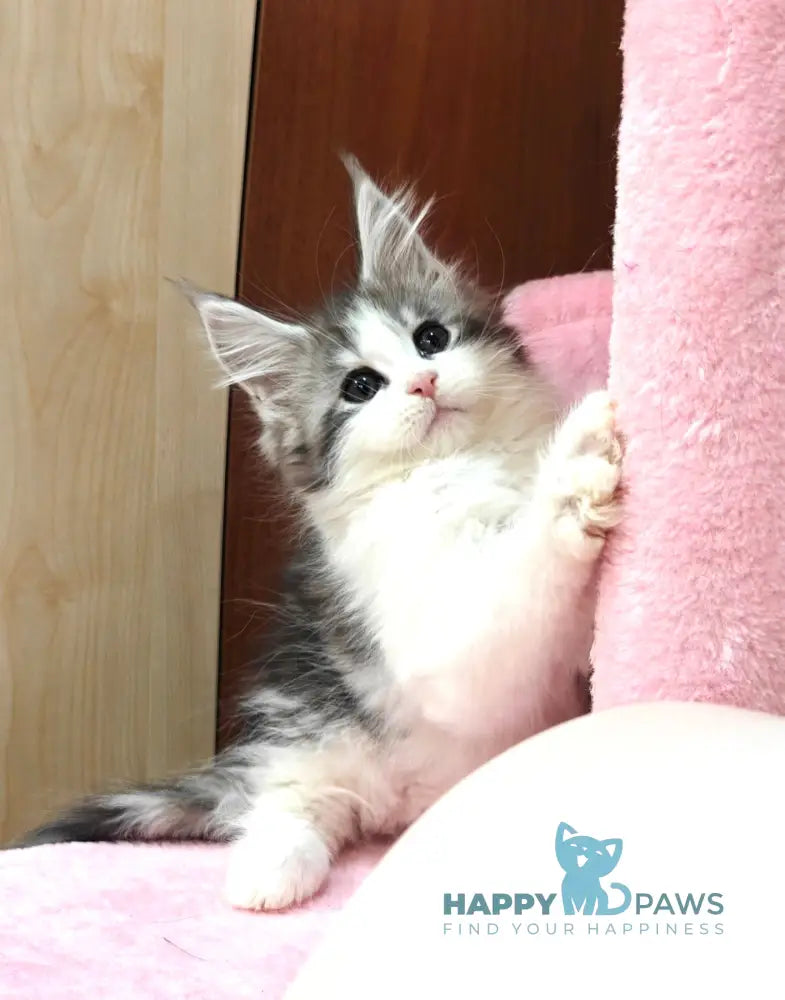 Oscar Maine Coon male black silver tabby bicolour live animals