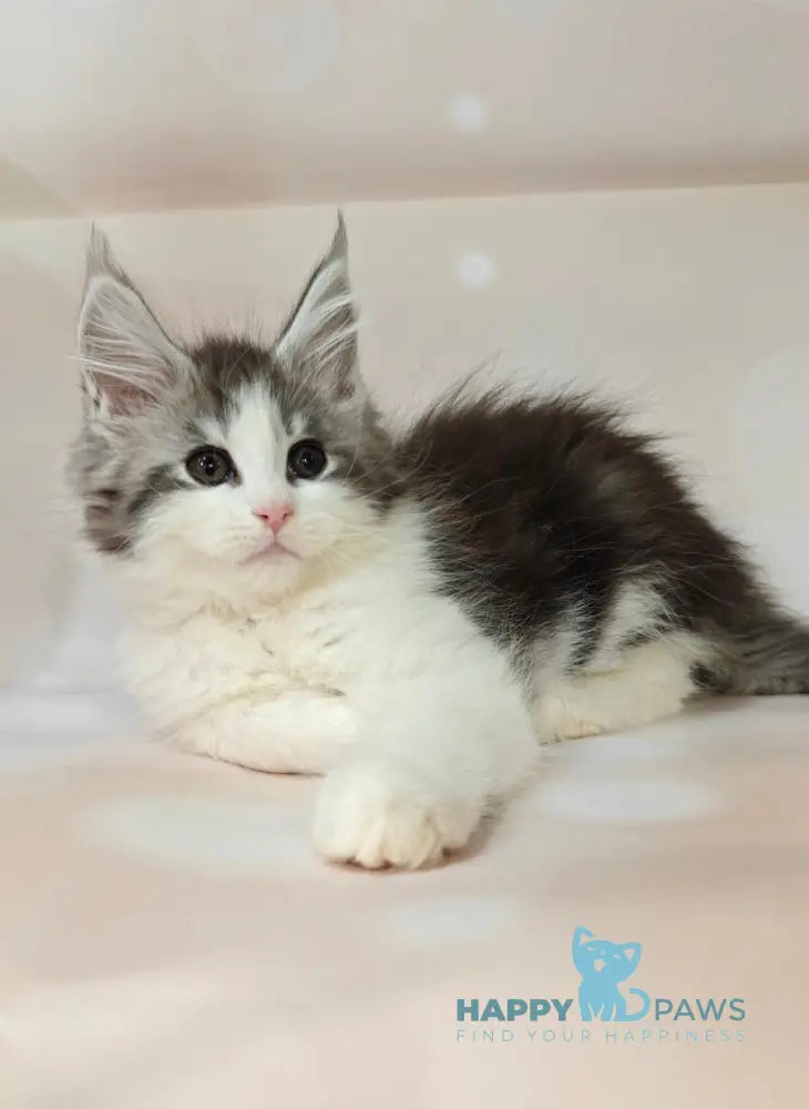 Oscar Maine Coon male black silver tabby bicolour live animals