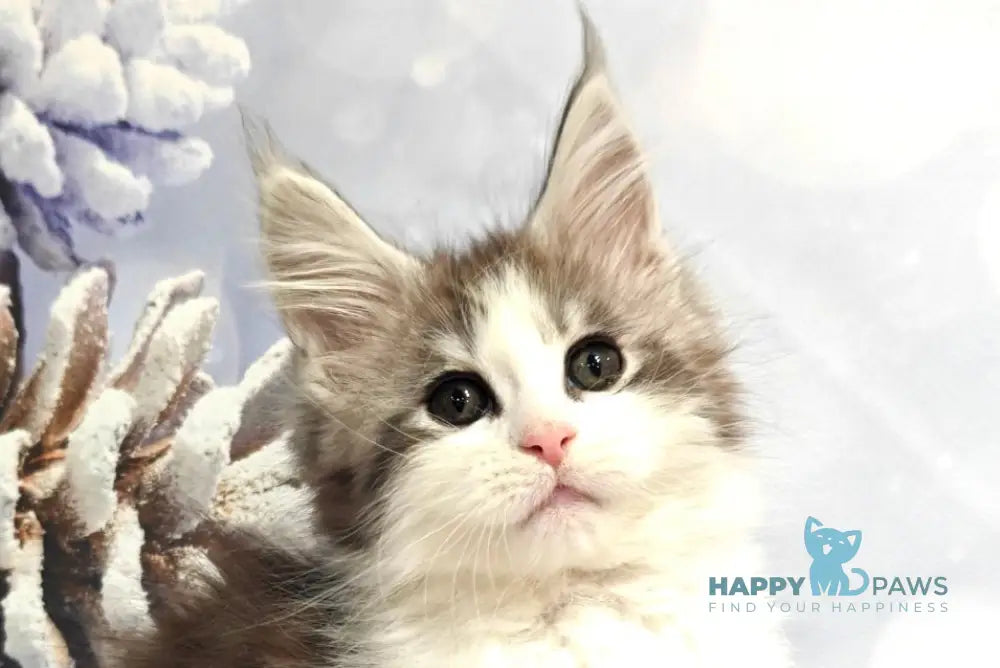 Oscar Maine Coon male black silver tabby bicolour live animals