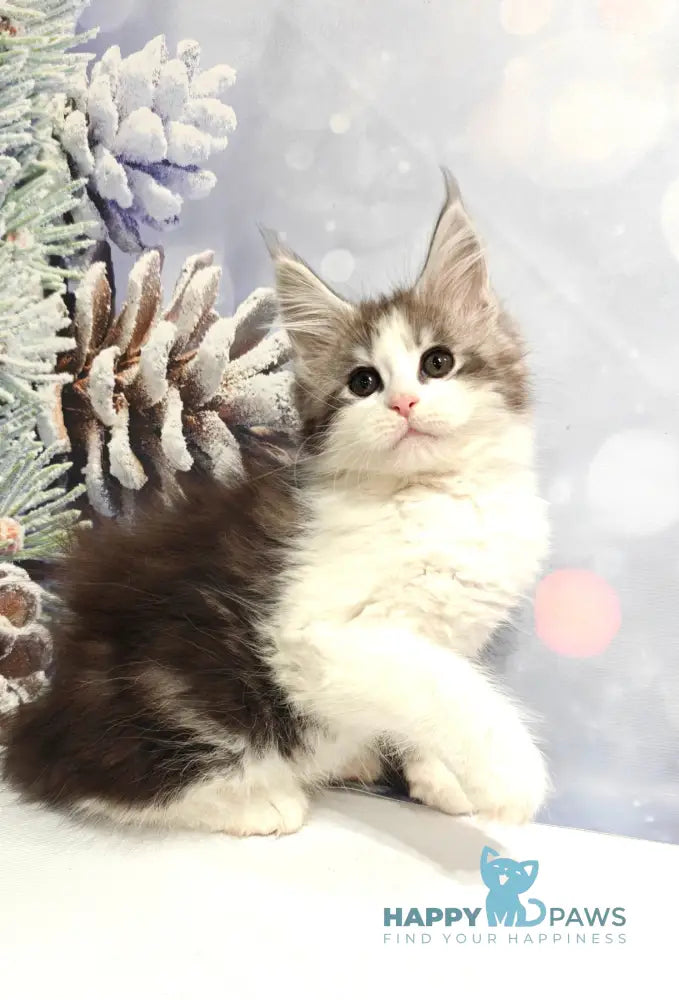 Oscar Maine Coon male black silver tabby bicolour live animals