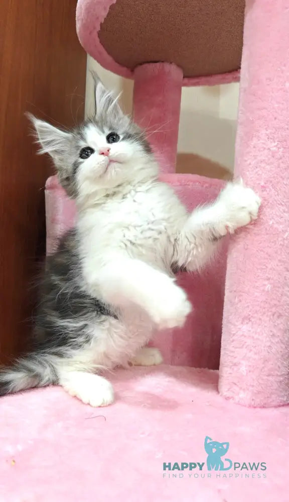 Oscar Maine Coon male black silver tabby bicolour live animals