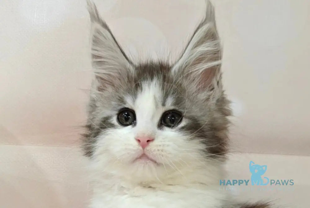 Oscar Maine Coon male black silver tabby bicolour live animals