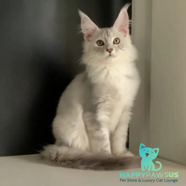 Oscar Maine Coon male black silver ticked tabby - live animals