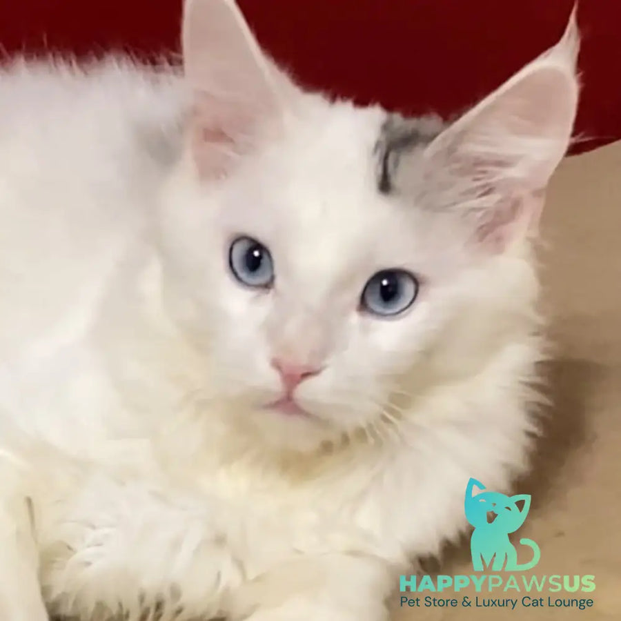 Oscar Maine Coon male blue silver bicolour tabby - live animals