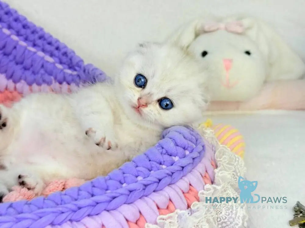 Oscar Scottish Fold male black silver shaded live animals