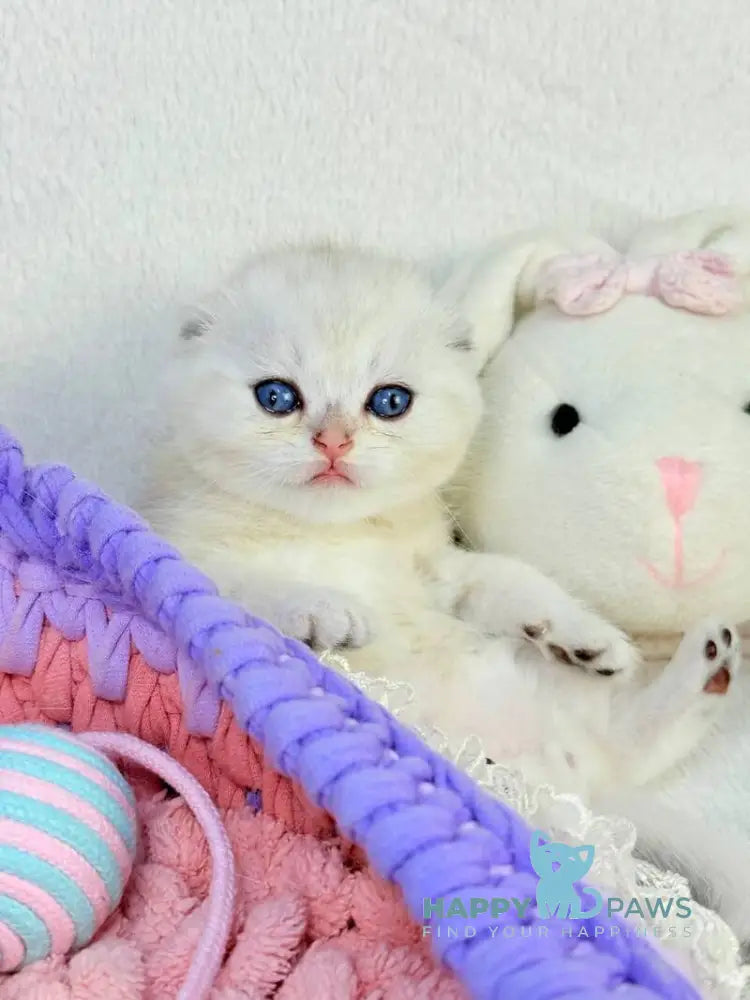 Oscar Scottish Fold male black silver shaded live animals