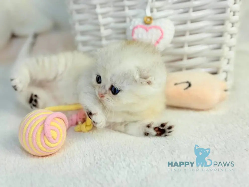 Oscar Scottish Fold male black silver shaded live animals