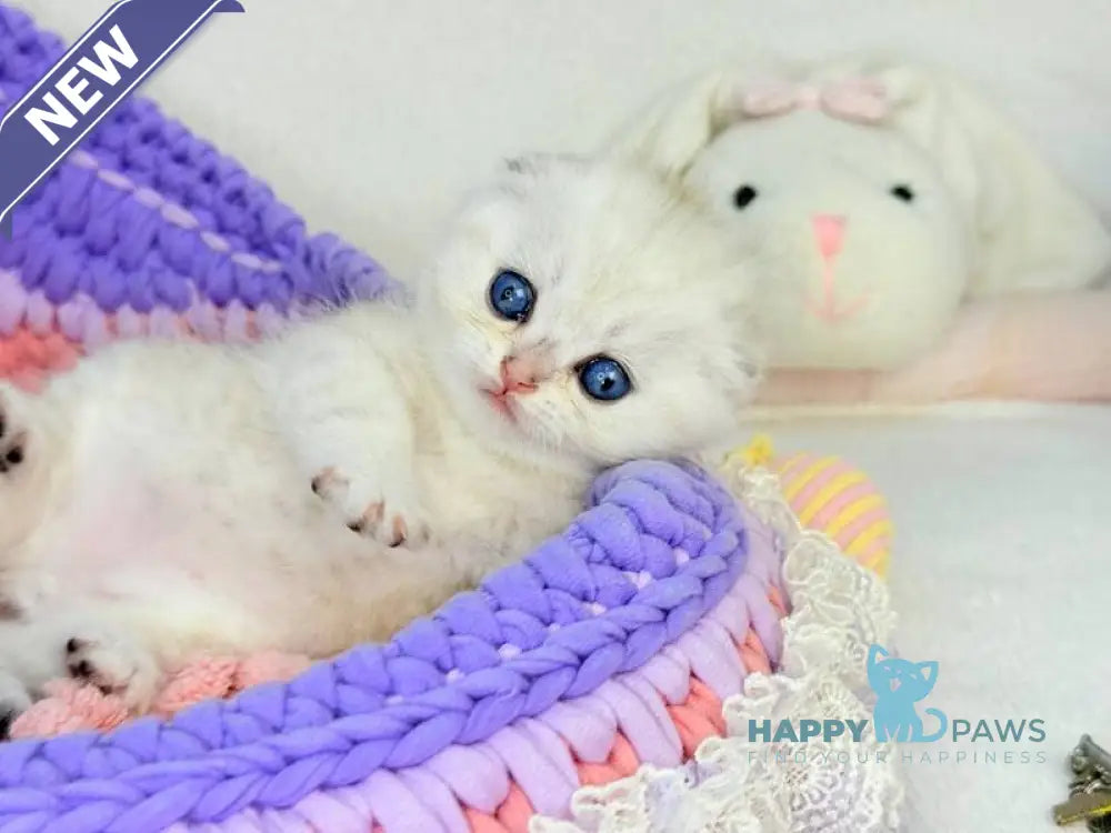 Oscar Scottish Fold male black silver shaded live animals