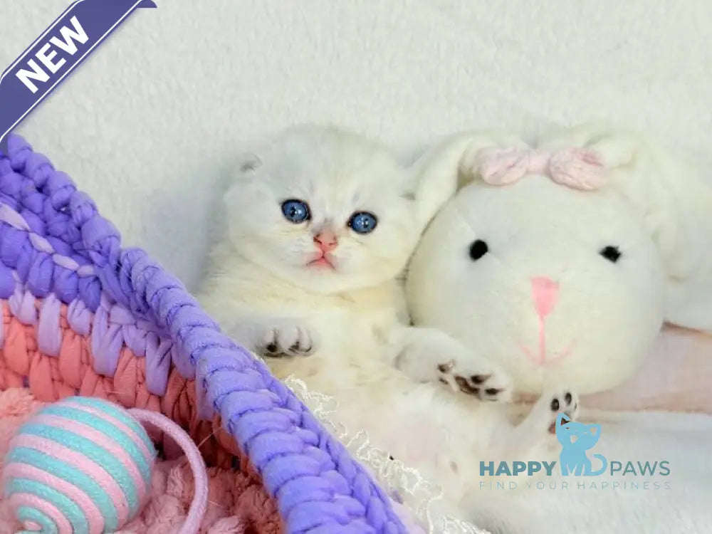 Oscar Scottish Fold male black silver shaded live animals