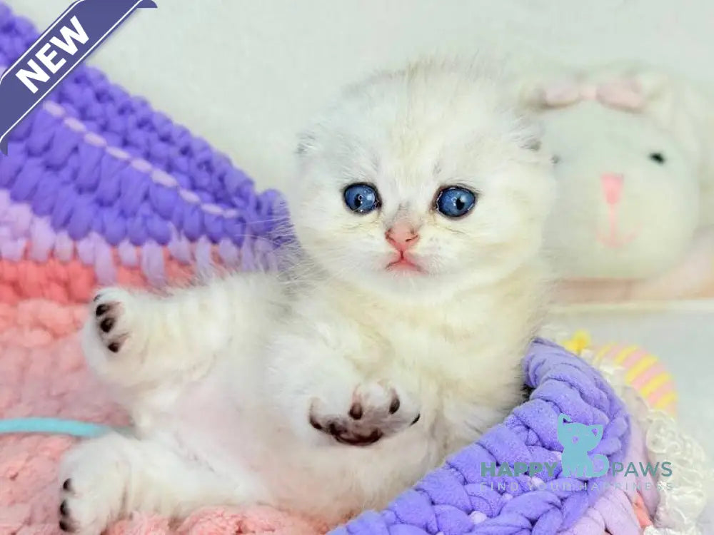 Oscar Scottish Fold male black silver shaded live animals