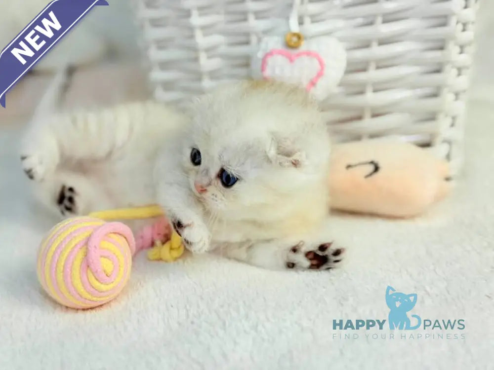 Oscar Scottish Fold male black silver shaded live animals