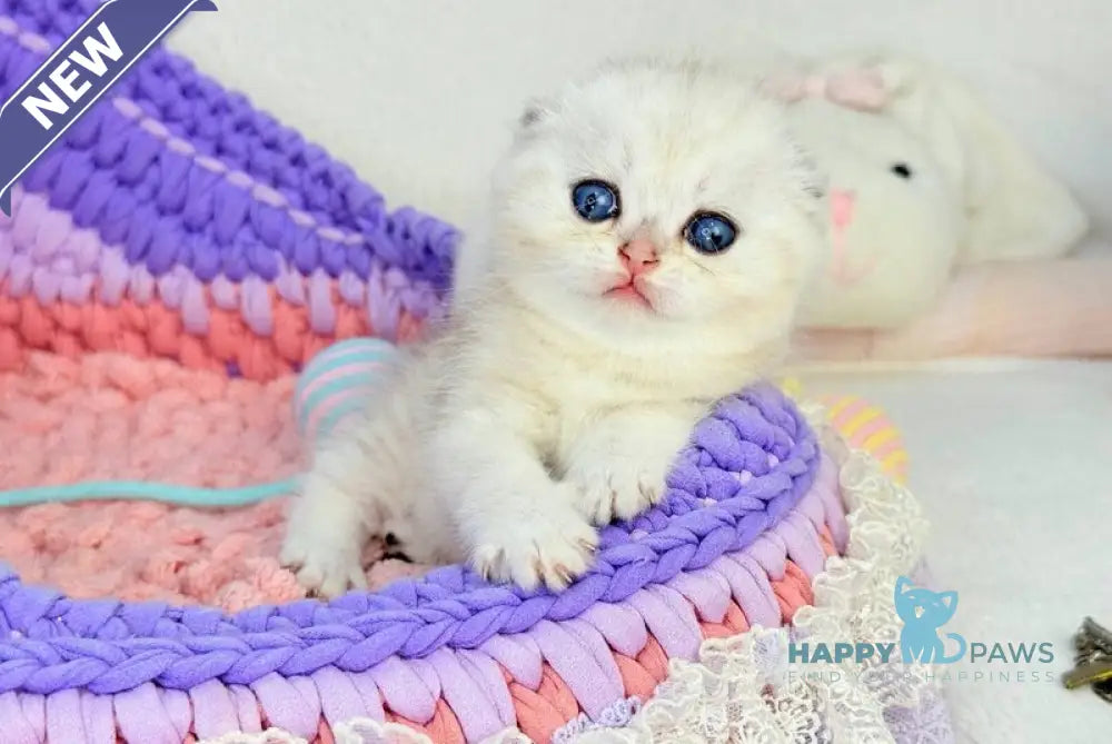 Oscar Scottish Fold male black silver shaded live animals