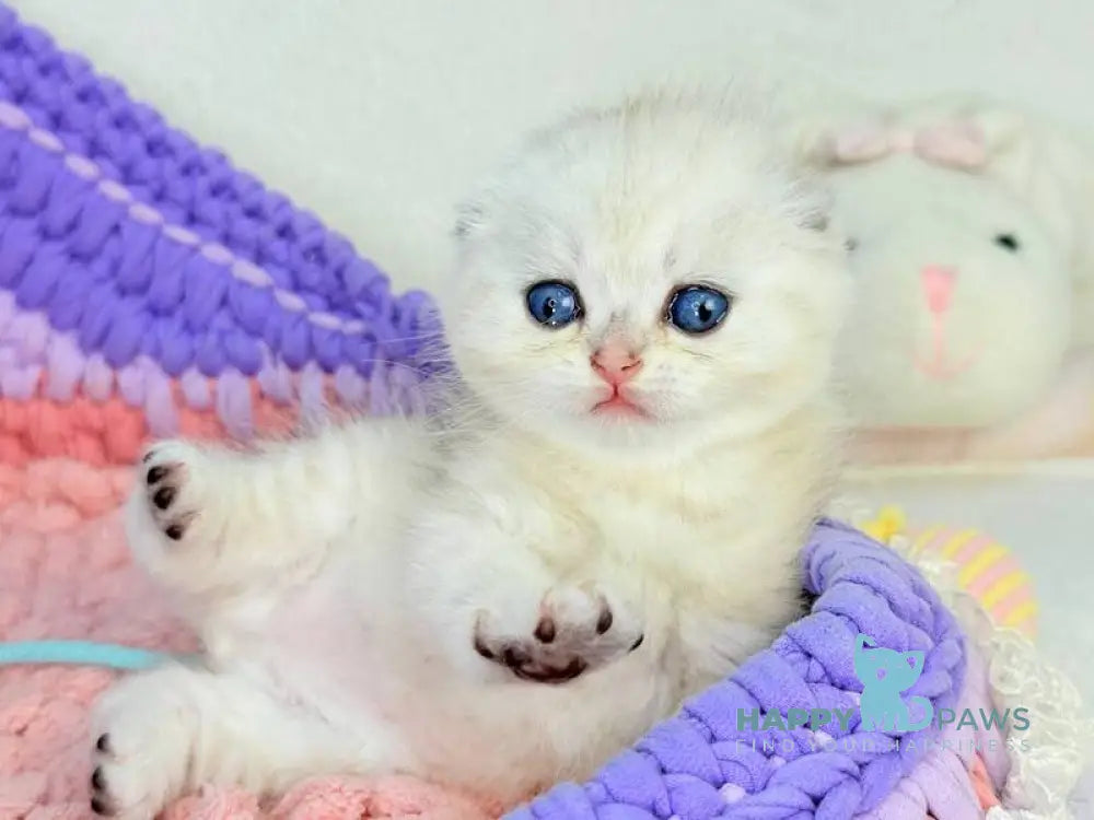 Oscar Scottish Fold male black silver shaded live animals