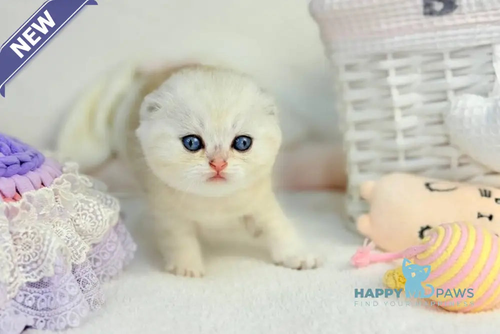 Oscar Scottish Fold male black silver shaded live animals