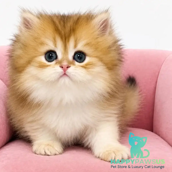 Oscar Scottish Straight female black golden shaded - live animals