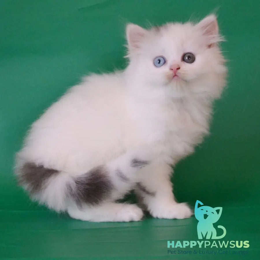 Oscar Scottish Straight male black silver tabby van - live animals
