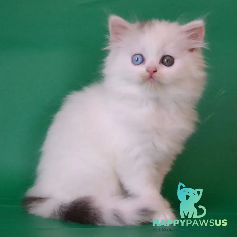 Oscar Scottish Straight male black silver tabby van - live animals