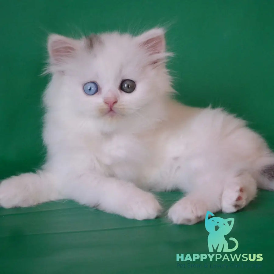 Oscar Scottish Straight male black silver tabby van - live animals
