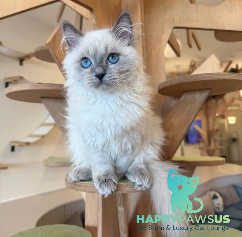 Oscar Siberian male blue pointed live animals