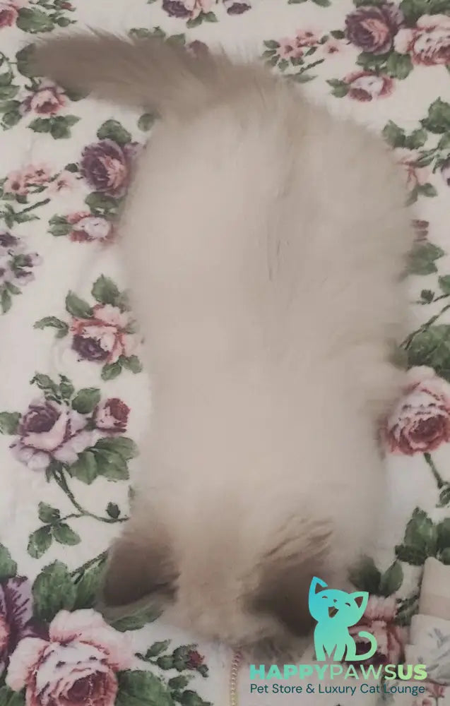 Oscar Siberian male blue pointed live animals
