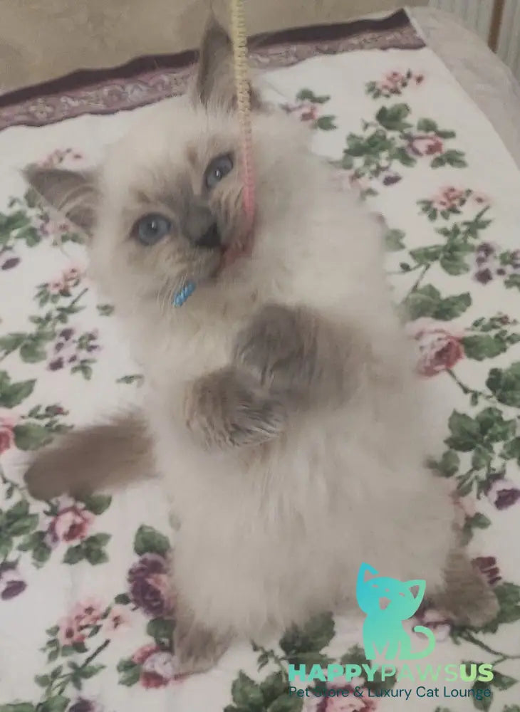 Oscar Siberian male blue pointed live animals