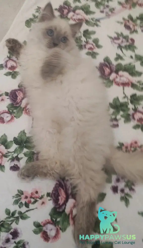 Oscar Siberian male blue pointed live animals